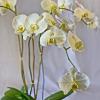The Phalaenopsis Orchid is like a butterfly in flight. They represent feminine