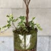 Features a nice braided azalea tree plant in a medium to tall