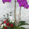 Elevate any occasion with our stunning "Orchid &amp; Rose Harmony" arrangement. This