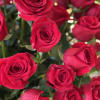 A grand display of the season&#039;s most popular flower.