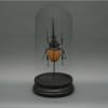 Brown Hercules Beetle Glass Cloche