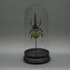 Showcase nature&rsquo;s beauty with this striking Green Hercules Beetle Glass Cloche. The