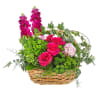 A green basket with a pop of hot pink roses, this arrangement