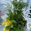 Mixed green plants with flowering arranged in a whimsical 
tin shower container