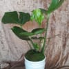 10W X 26H