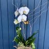 Blooming orchids in a vase with sakulents , moss, driftwoods or other