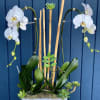 Blooming orchids in a vase with sakulents , moss, driftwoods or other