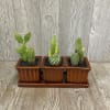 Three ceramic pots on a matching tray each potted with various cacti.