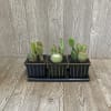 Three ceramic pots on a matching tray each potted with various cacti.