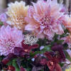 These rare, exquisite dahlias are a true seasonal treasure, blooming only during