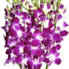 10 stems of Beautiful Dendrobium Purple Orchids wrapped in paper
Fresh Cut Flowers
