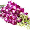 10 stems of Beautiful Dendrobium Purple Orchids wrapped in paper
Fresh Cut Flowers