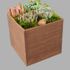 The perfect desk or table accessory, this succulent box features four 4-inch