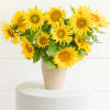 Sunflowers 12 Stems Simple and Sweet