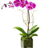 Lovely, graceful, exotic. Our elegant orchid has the unique ability to bring