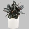 A hardy plant that likes filtered light, the rubber plant can also