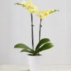 Our exotic yellow Phalaenopsis orchid will brighten up any space with warmth