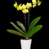 Our exotic yellow Phalaenopsis orchid will brighten up any space with warmth