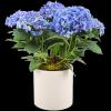 Send a beautiful hydrangeas plant! Keep the flowers blooming by putting them