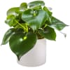 The raindrop plant, also known as the Peperomia polybotrya, does well in