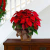 You&#039;ll send a really big Christmas wish when you have this wonderfully