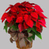You&#039;ll send a really big Christmas wish when you have this wonderfully