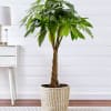 Send good luck and prosperity with our popular Money Tree. Featuring lush