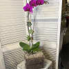 An exotic lavender phalaenopsis orchid comes delivered in a wooden box .
