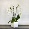 3 white cascading orchids in white vase
