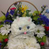 Our Kitty  design is  made of White Carnation  (