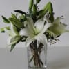 Asiatic Lilly