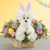 White carnations,mini pink carnations purple daisey pomp,green button