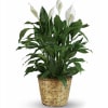 When you want to make a big impression, sending a beautiful spathiphyllum