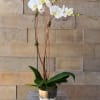 Simple white Orchid plant.  Container may vary.
