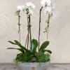 The stunning arrangement consists of three Premium Single Stem Cascading Orchids adorned