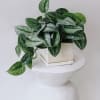 Satin Photos Plant in Modern Ceramic Planter

Bring a touch of nature indoors