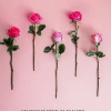 Enjoy the classic beauty of the rose with a playful twist in