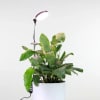 Our Adjustable LED Plant Light is a sleek, energy-efficient light available in