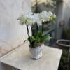Ceramic Bowl of 4 White Mini Phalaenopsis Orchids arrangement.

Orchids are elegant and