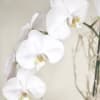 With its elegant stems and vibrant white flowers, this Phalaenopsis orchid makes