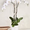 With its elegant stems and vibrant white flowers, this Phalaenopsis orchid makes