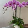 The Tranquil Orchid Elegance arrangement featuring three double Blue and Purple Phalaenopsis