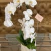 Gorgeous orchids in a ceramic pot!