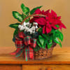A living holiday gift they can enjoy all season long! This gift