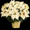 Make a statement at all your holiday celebrations with our grand poinsettia