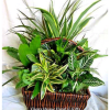 Assorted green plants in a neutral container. Note: The plants and container