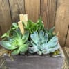 A beautiful wooden box filled with beautiful succulents. A perfect gift for