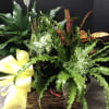 Large assortment of green house plants , plants may vary , pic