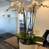 An ensemble of white orchids planted in a high quality pot.