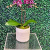 The perfect just because.  A colorful seasonal mini orchid plant in